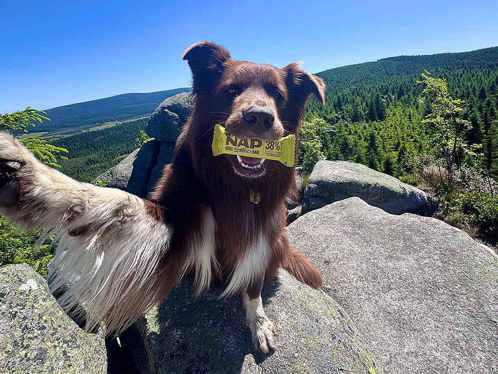Dog Protein Bar – Pollo 50 g