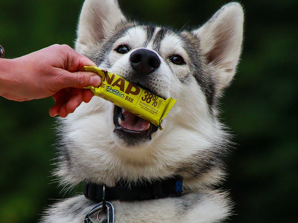 Dog Protein Bar – Pollo 50 g