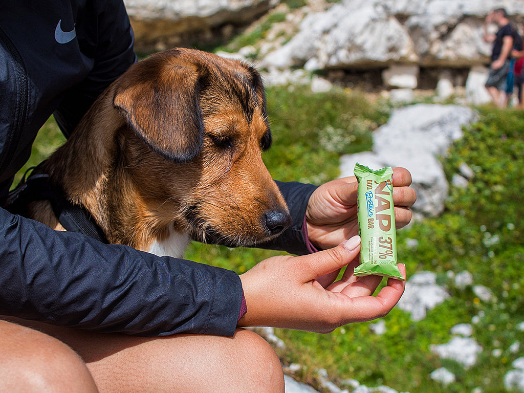 Dog Protein Bar – Insectos 50 g